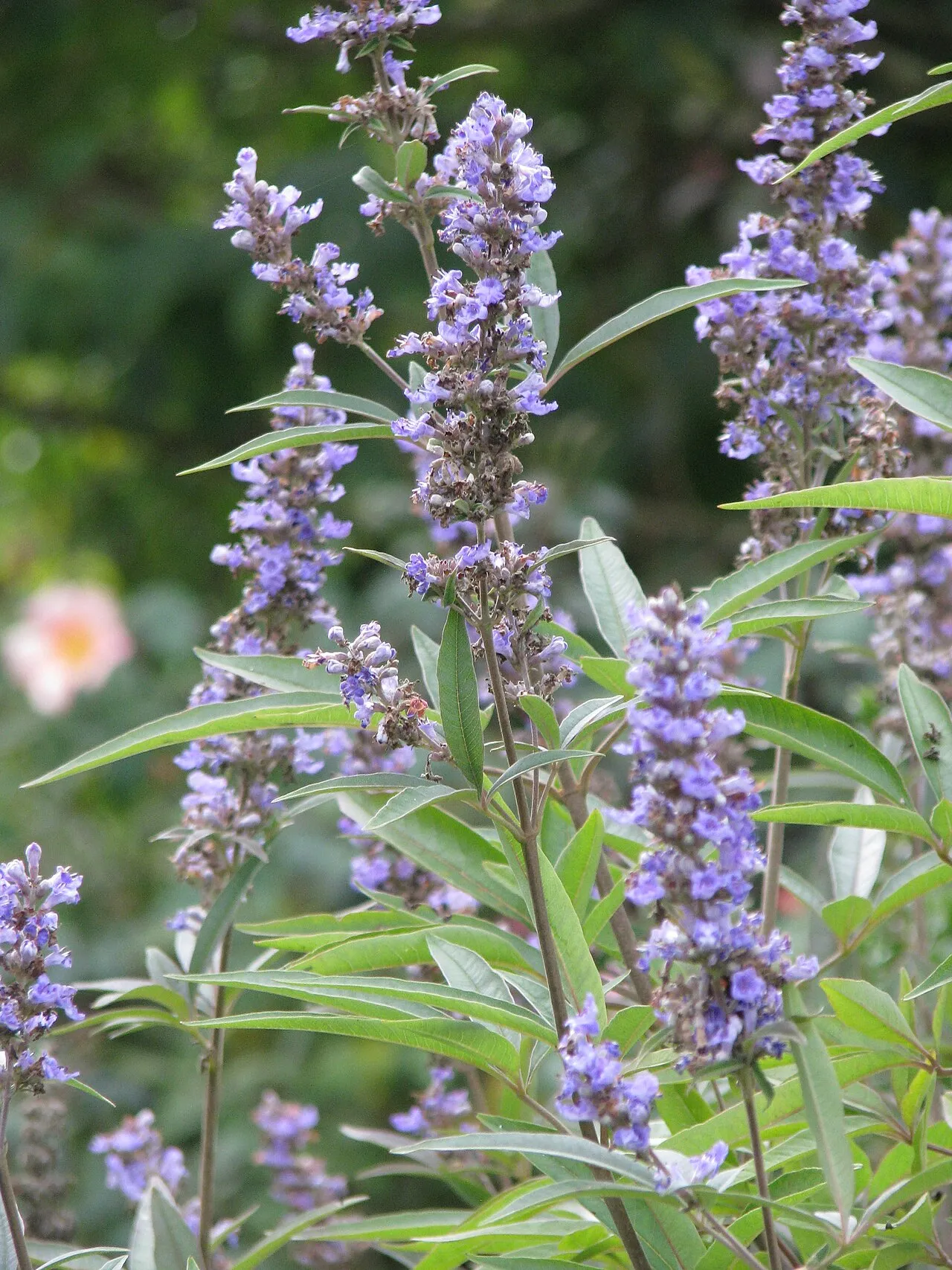 Lilac Chastetree
