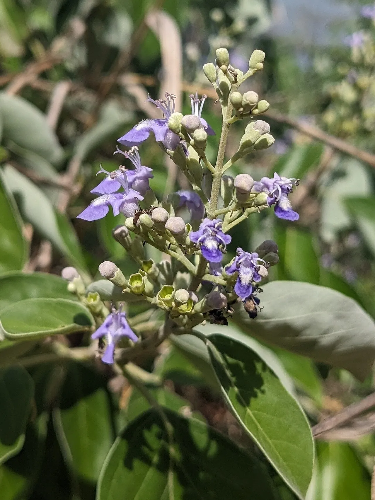 Simpleleaf Chastetree