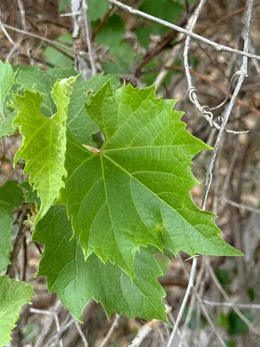 Mapleleaf Grape — photo by Jeff Back