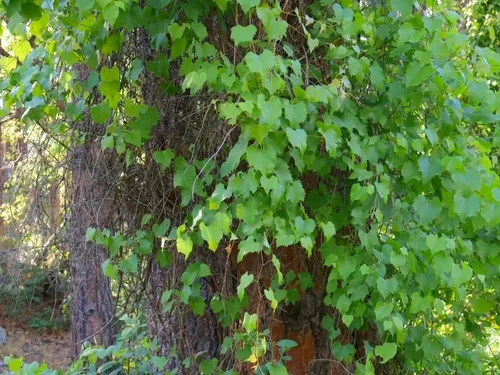 Canyon Grape