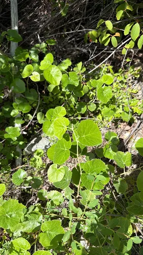 California Wild Grape