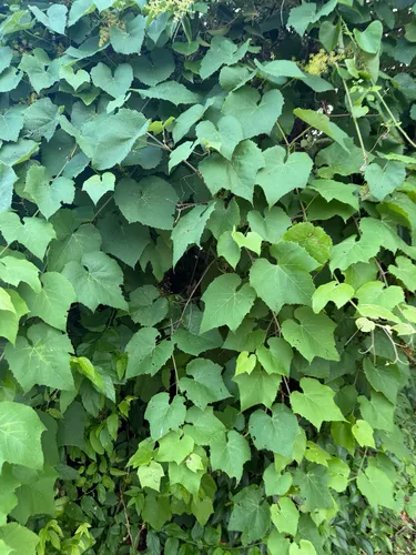 Graybark Grape
