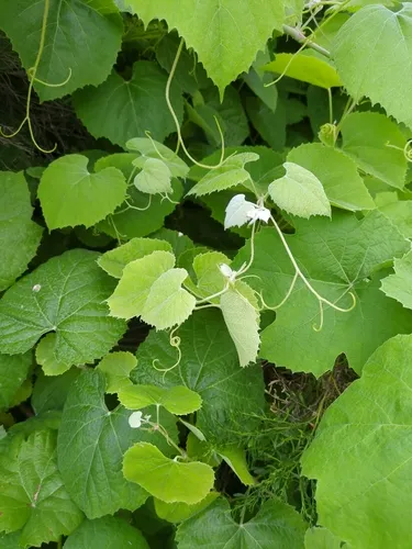 Desert Wild Grape