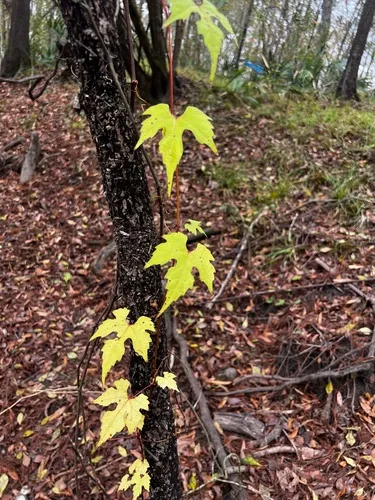 Catbird Grape
