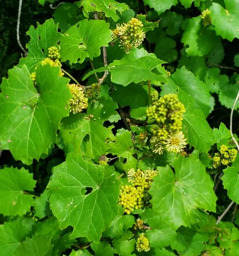 Muscadine — photo by Laura Gaudette
