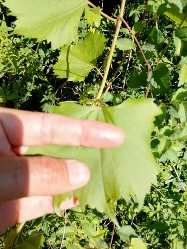 Sand Grape — photo by Giovanni Perico