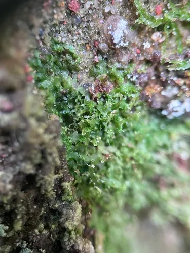 Appalachian Shoestring Fern