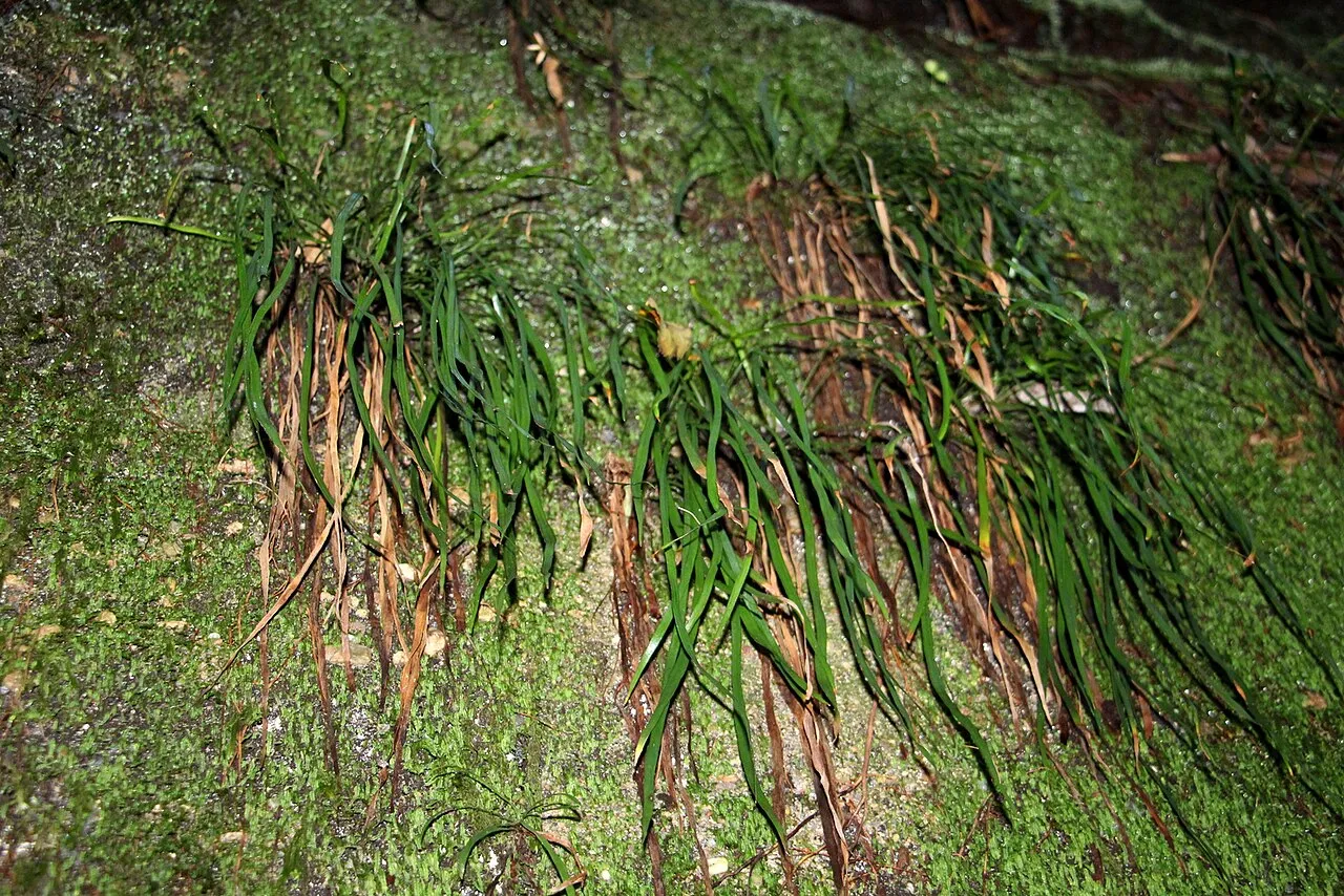Stiff Shoestring Fern