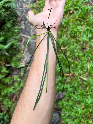 Grass Fern