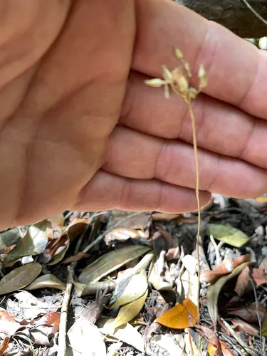 Parasitic Ghostplant