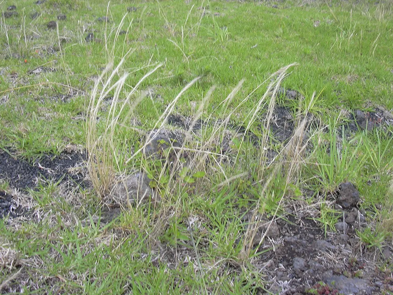 Brome Fescue — photo by Forest & Kim Starr