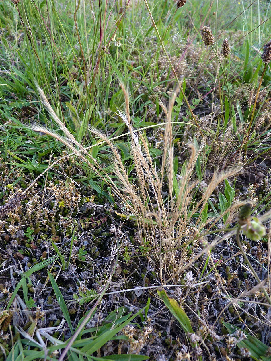 Fringed Fescue