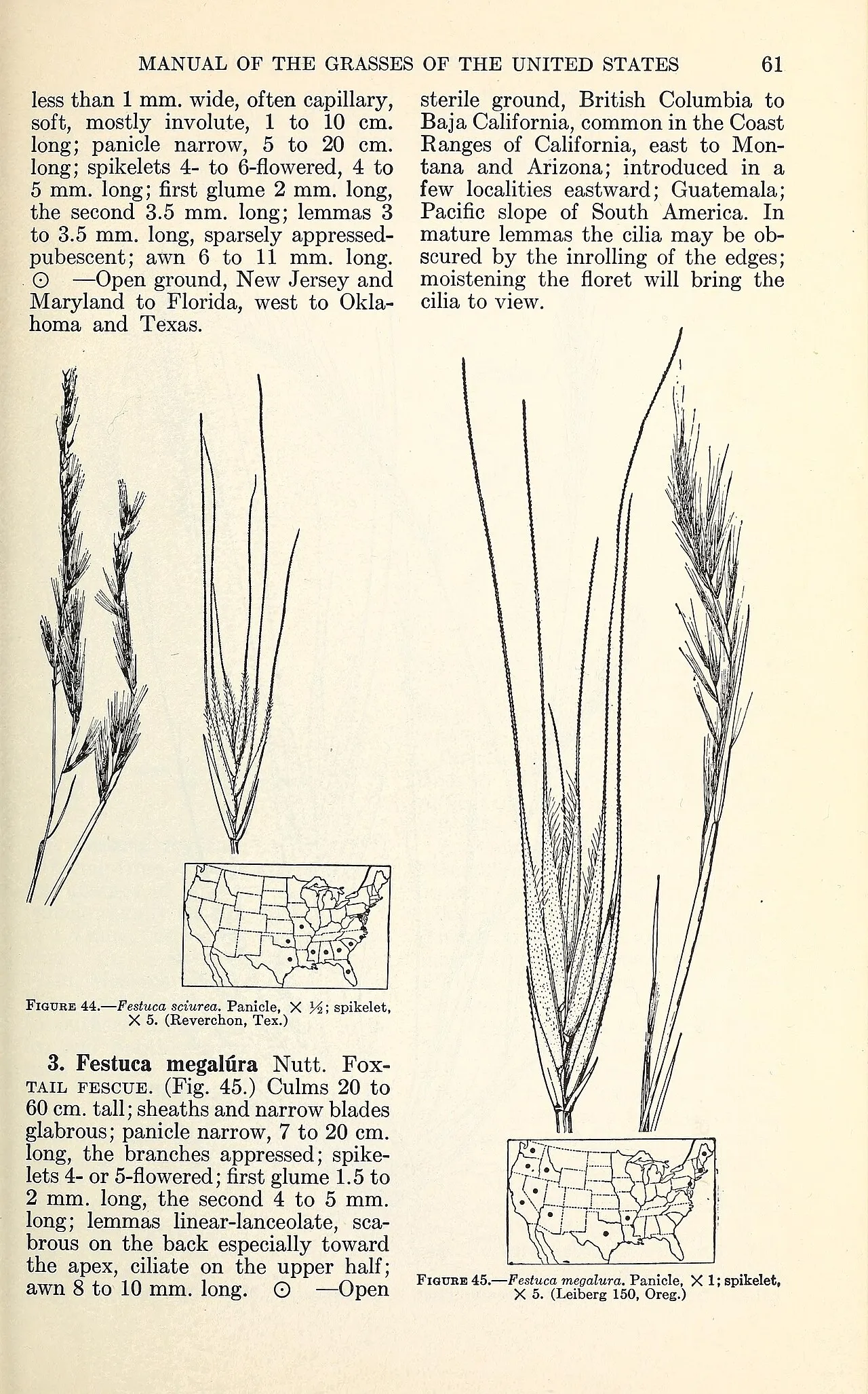 Squirreltail Fescue