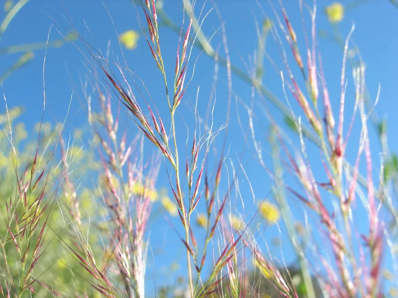 Small Fescue