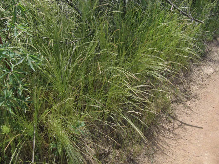 Annual Fescue