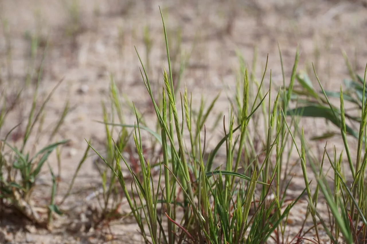 Sixweeks Fescue (var. octoflora) — photo by Sokoloff PC, Murray DA, McBeth SR.M, Irvine MG, Rupert SM (2020) Additions to…