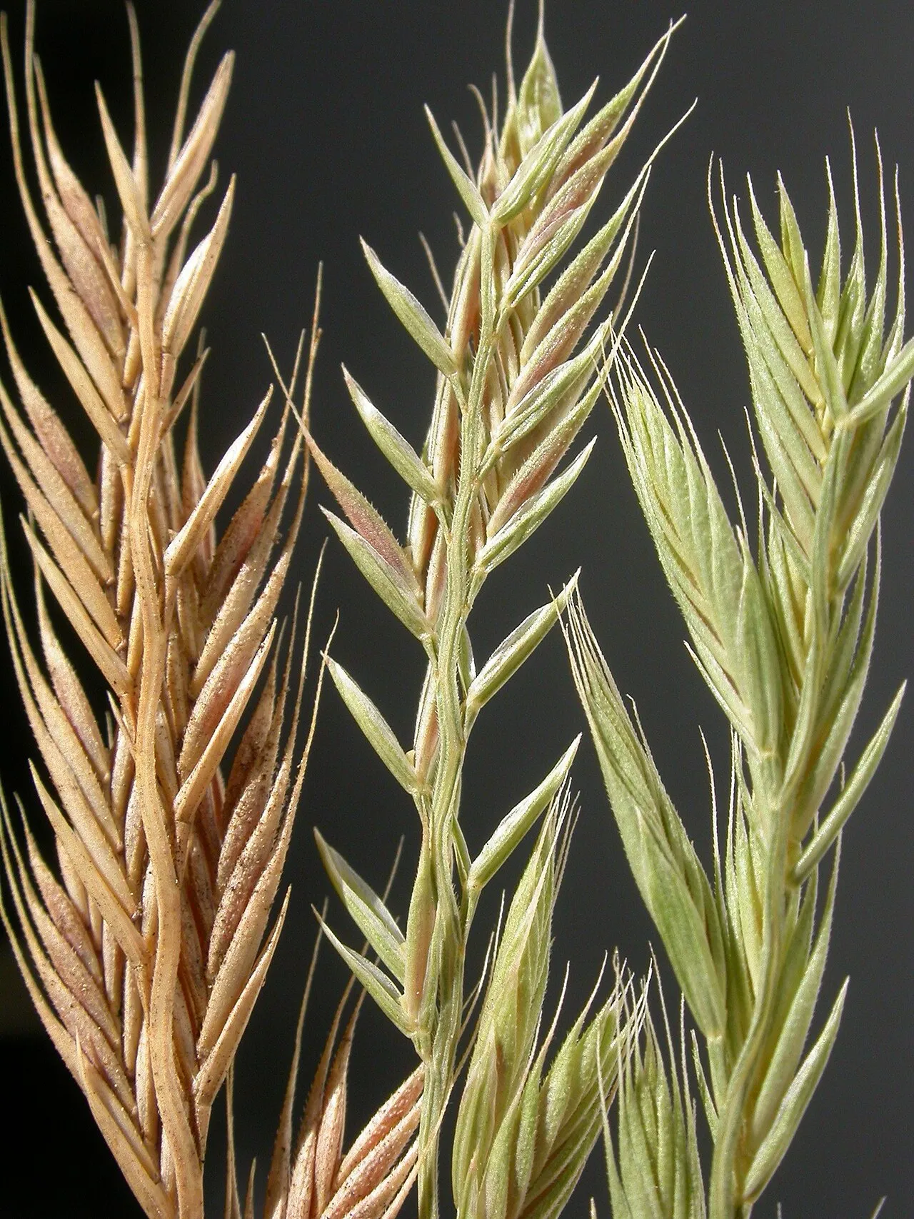 Sixweeks Fescue