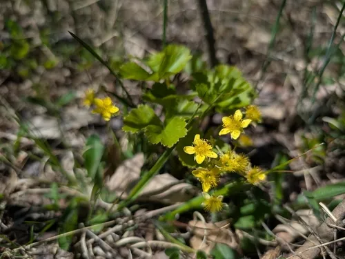Appalachian Barren Strawberry