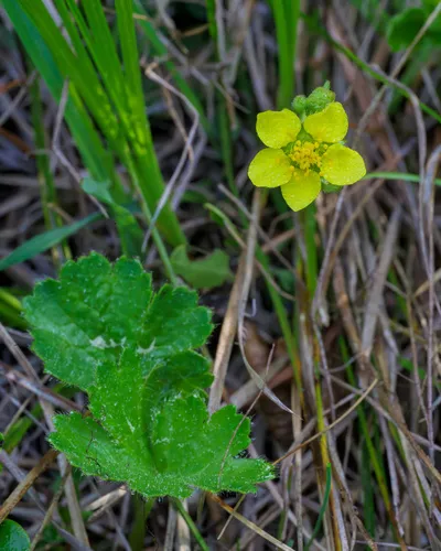Idaho Barren Strawberry