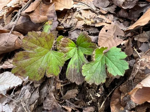Piedmont Barren Strawberry