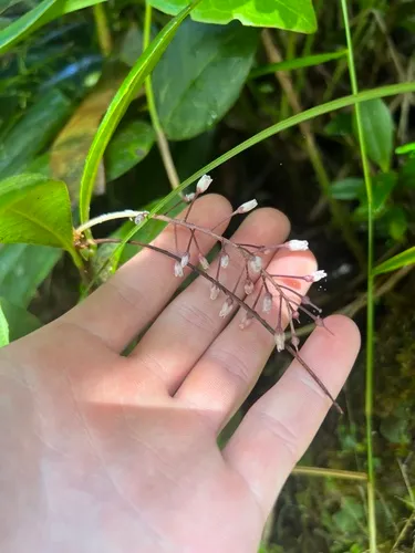 El Yunque Jacanillo