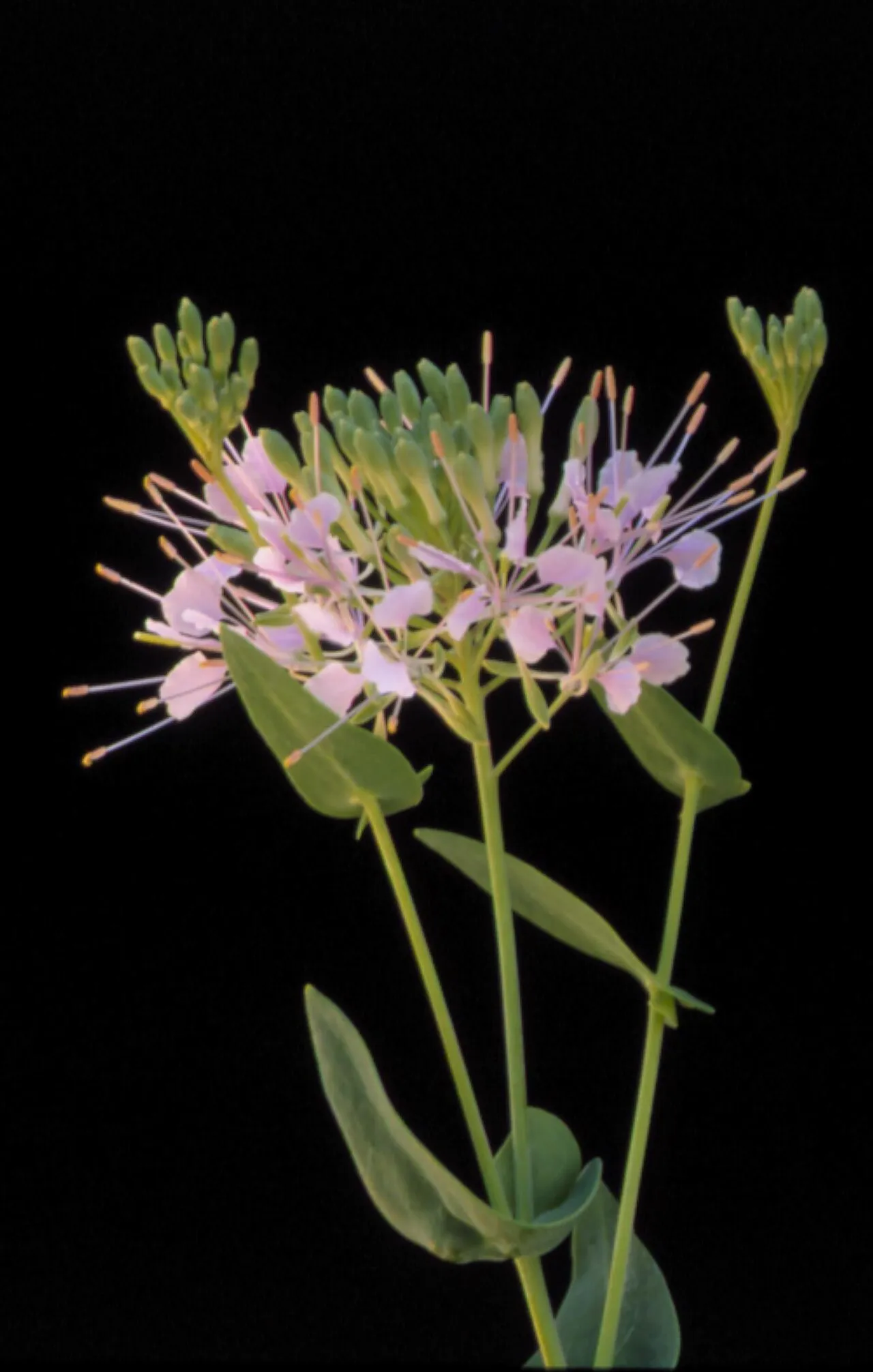 Wideleaf Pinelandcress — photo by Unknown author Unknown author