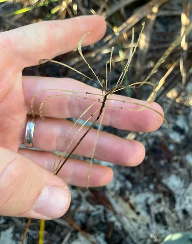 Carter's Pinelandcress