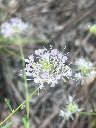 Carolina Pinelandcress