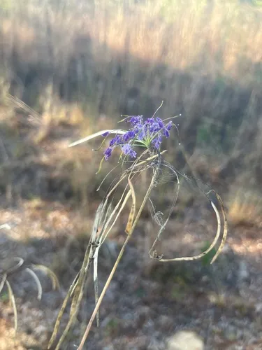 Sessileleaf Pinelandcress
