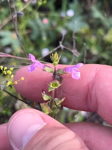 Prairie Brazosmint — photo by Cody Stricker
