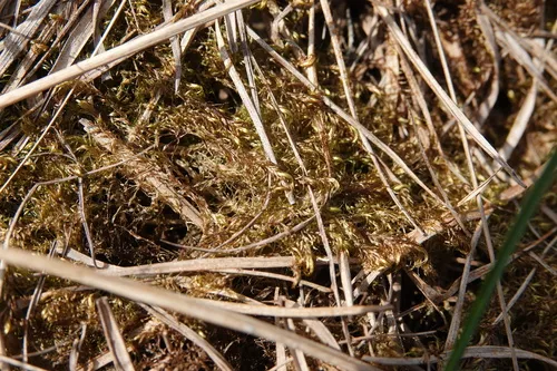 Warnstorfia Moss — photo by Jackson Bird