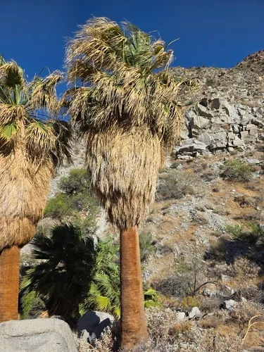 California Fan Palm
