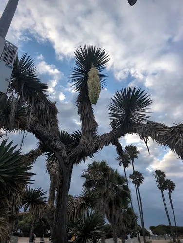 Washington Fan Palm — photo by robertbogdon