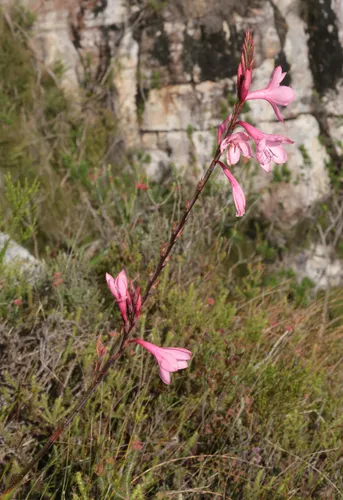 Cape Bugle-lily — photo by Alex Rebelo