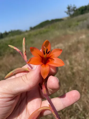 Bulbil Bugle-lily