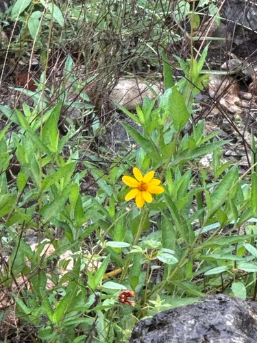 Wedelia acapulcensis