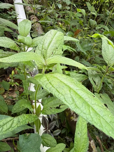 Manazanilla Del Monte
