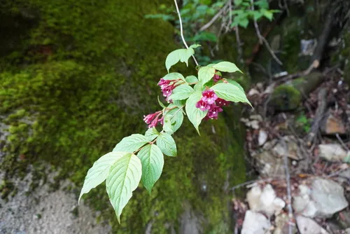 Crimson Weigela — photo by gokai