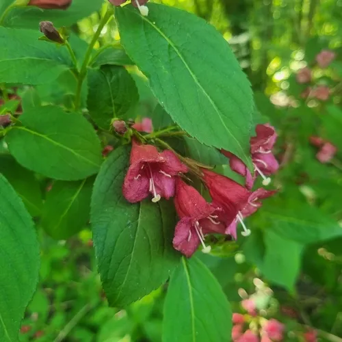 Oldfashioned Weigela