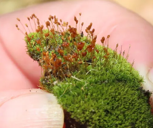 Controverial Weissia Moss