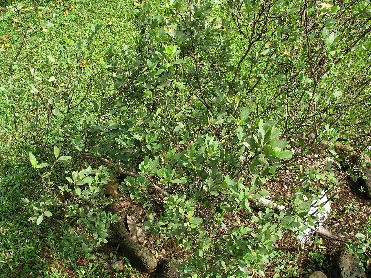 Kohala False Ohelo