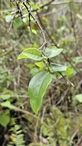 Variableleaf False Ohelo — photo by Ehoarn Bidault