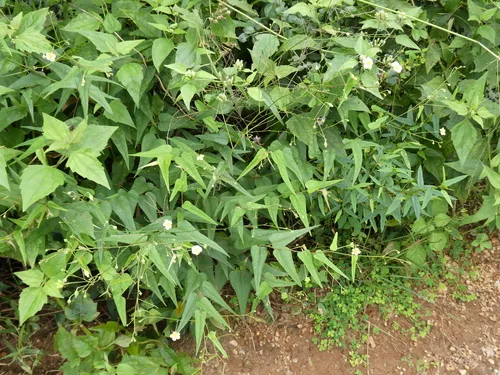 White Velvetleaf