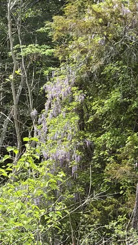 Japanese Wisteria