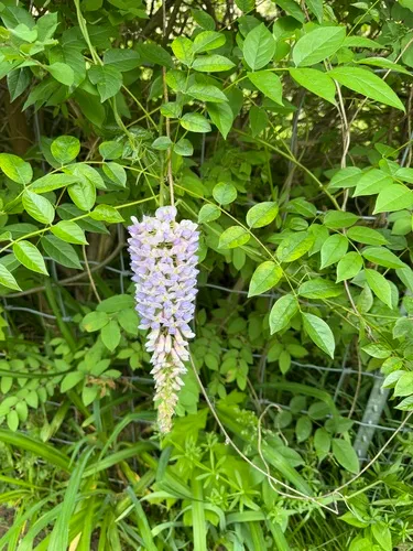 American Wisteria
