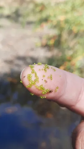Spotless Watermeal