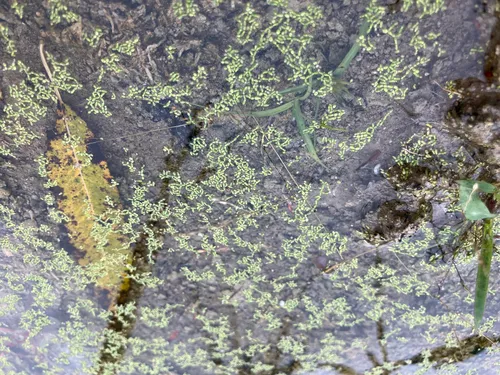Northern Watermeal — photo by Paul VanderBoon