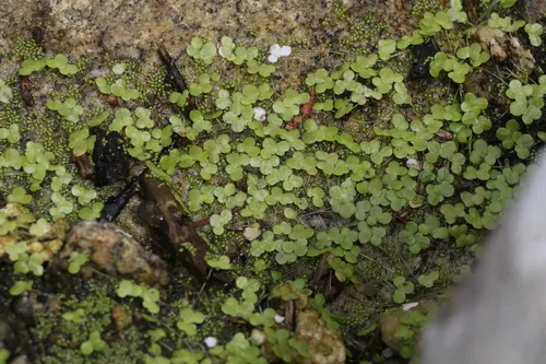 Columbian Watermeal