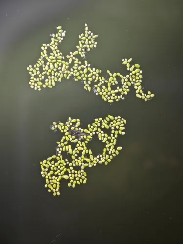 Asian Watermeal