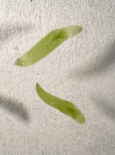 Tongueshape Bogmat